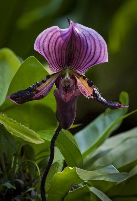 Purple Lady Slipper Orchid (Paphiopedilum callosum) Orchids In Water, Orchid Photography, Slipper Orchid, Lady Slipper Orchid, Orchid Leaves, Lady Slipper, Orchid Show, Strange Flowers, Rare Orchids