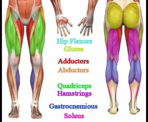 Leg Muscles Anatomy, Muscle Diagram, Leg Anatomy, Best Leg Workout, Lower Body Muscles, Muscle Anatomy, Weight Training Workouts, Body Anatomy, Leg Muscles