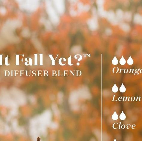 Young Living Essential Oils USA on Instagram: "Count down to fall with this diffuser blend! 🍁✨ Savor the cozy aroma of cloves, the citrusy burst of orange and lemon, and a hint of refreshing grapefruit.⁣ ⁣ Embrace the season before it arrives! Drop a "🍂" if you're ready for fall! ⁣ .⁣ .⁣ .⁣ .⁣ .⁣ #FallIsComing #DiffuserBlend #EssentialOils" Fall Diffuser Blends Young Living, Orange Essential Oil Blends, Diffuser Blends Young Living, Fall Essential Oil Blends, Fall Essential Oils, Fall Diffuser Blends, Coastal Fall, Orange Clove, Spa Business