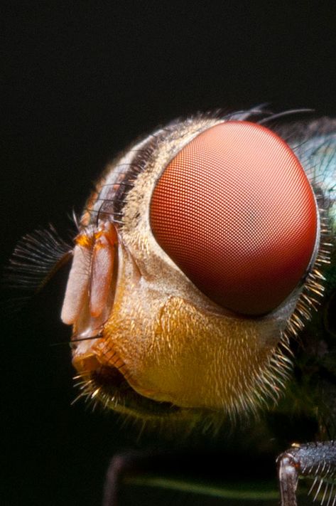 Housefly Super Macro Photography, Macro Photography Insects, Foto Macro, Microscopic Photography, Micro Photography, Extreme Close Up, A Bug's Life, Beautiful Bugs, Close Up Photography