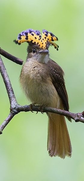 Mosquero real - Amazonian Royal-Flycatcher - Kronentyrann - Porte-éventail roi Amazonian Royal Flycatcher, Royal Flycatcher Bird, Royal Flycatcher, Diy Bird Feeder, Funny Birds, Exotic Birds, Birdwatching, Pretty Birds, Bird Photo