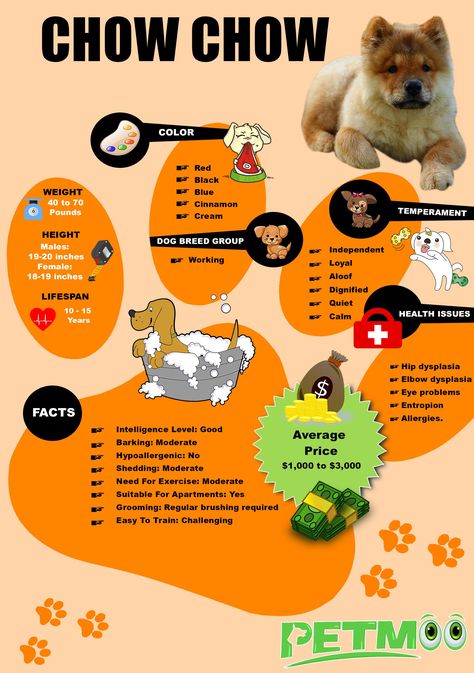 Chow Chow Infographic #petmoo #pets #dogs #dogbreeds #doginfographics #chowchowinfographic Boarding Kennels, Dog Infographic, Hip Dysplasia, Pet Boutique, Eyes Problems, Pets Dogs, Chow Chow, Animal Shelter, Dog Owners