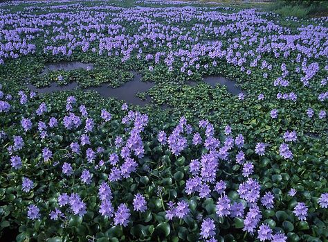 Sensory Art, Water Pictures, Valley Flowers, My Youth, Water Hyacinth, Aquatic Plants, All Flowers, Flower Field, Permaculture