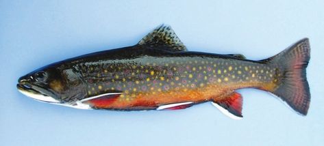 Brook Trout Brooke Trout, Brook Trout, Tree Canopy, Brown Trout, Water Art, Fish Painting, Freshwater Fish, Dark Backgrounds, Connecticut