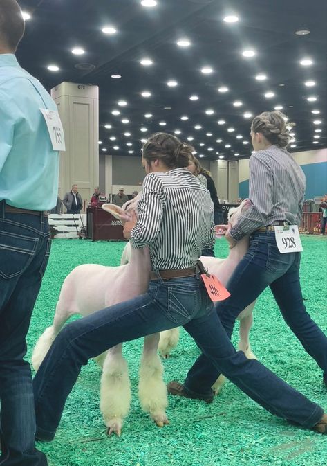 Livestock Showing Hairstyles, Livestock Hairstyles, Showmanship Outfit Livestock, Sheep Showing Outfits, Ffa Show Outfit, Goat Showing Outfits, Show Outfits Livestock, Showing Livestock Hairstyles, Livestock Show Hairstyles