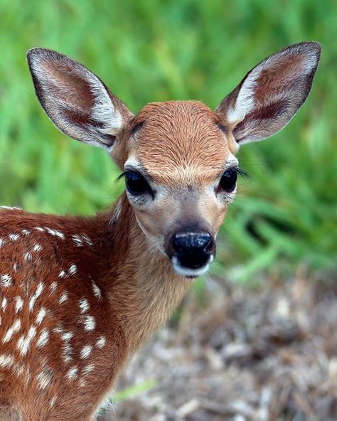 Key Deer Fawn This picture does not show how small the deer actually was. My 8 y... | Florida Keys Vacation Rentals Fawn Deer, Deer Portrait, Cute Deer, Fawn Aesthetic, Deer Fawn, Fawn Animal, Fawn Photography, Fawns Deer Aesthetic, Fawn Reference Photo