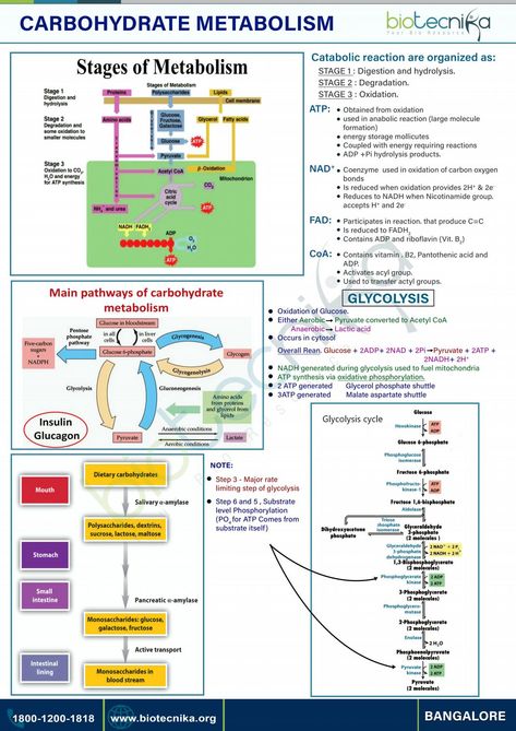 Carbohydrate Metabolism Metabolism Notes Biology, Carbohydrates Biochemistry, Carbohydrates Biology, Chem Notes, Body Knowledge, Carbohydrate Metabolism, Biology Drawing, Acetyl Coa, Learn Biology