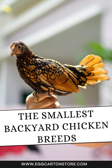 In this blog, we’ll introduce you to some of the smallest chicken breeds that are perfect for compact spaces. These tiny chickens might be small in size, but they are big in personality and charm. Chickens Backyard Breeds, Small Chicken Breeds, Bantam Breeds, Backyard Poultry, Backyard Flocks, Egg Production, Small Chicken, Tiny Bird, Backyard Spaces