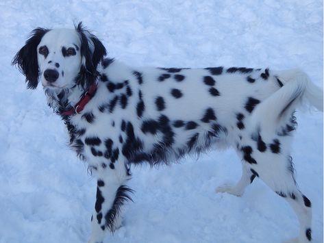 Long Coat Dalmatian, Short Coats, Dalmatian Puppy, Dream Dog, Pretty Dogs, Reptiles Pet, Baby Puppies, You Sure, The Ranch