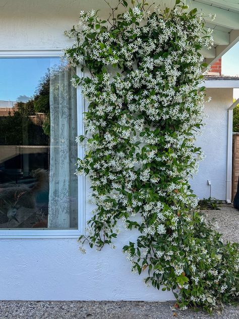 Star Jasmine On Fence, Star Jasmine Trellis Wall, Jasmine Trellis Wall, Star Jasmine Wall, Star Jasmine Trellis, Jasmine Trellis, Backyard Additions, Star Jasmine Vine, Trellis Wall