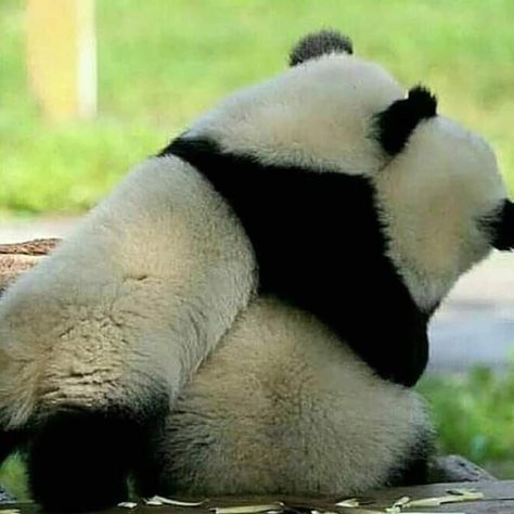 Funny Panda Pictures, Panda Hug, Panda Images, Baby Panda Bears, Panda Love, Cute Animals Images, Giant Panda, Baby Panda, Cute Animal Pictures