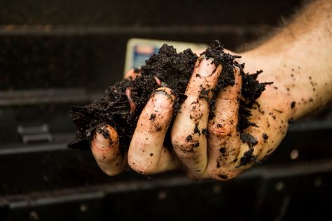 Manure Compost Bin, Manure Composting, Plant Leaves Turning Yellow, Horse Manure, Composting Process, Healthy Soil, Small Farms, Plant Zones, Invasive Plants