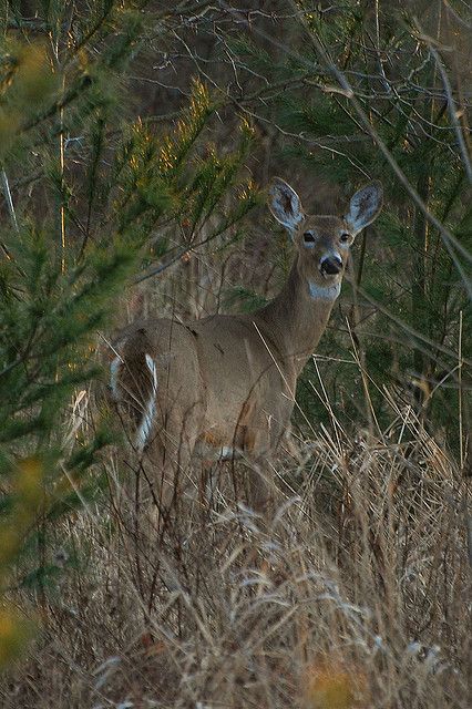 White Tail Deer Whitetail Deer Pictures, White Tail Deer, Moose Deer, White Clover, Deer Photos, Deer Pictures, Amazing Animal Pictures, Forest And Wildlife, Deer Family