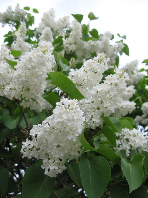 Full Sun Flowers, Lilac Bouquet, Syringa Vulgaris, Lilac Tree, White Lilac, Nothing But Flowers, Garden Pictures, Garden Landscape Design, Lilac Flowers