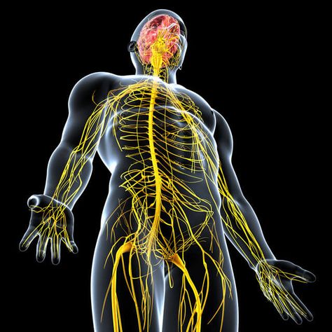 Sensory Nerves, Peripheral Nervous System, Peripheral Nerve, Nerve Damage, Spinal Cord, Central Nervous System, Human Brain, Nerve Pain, Neurology