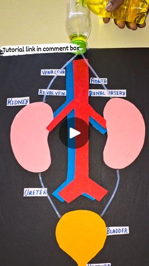 Kidney Working Model, Excretory System Projects, Excretory System Model, Biology Crafts, Kidney Project, Circulatory System Model, Kidney Model, Circulatory System Projects, Science Exhibition Working Models