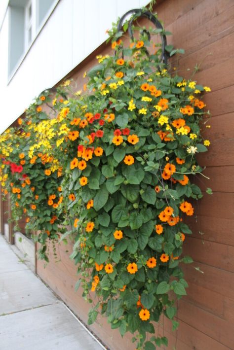 Hanging Basket Outdoor, Potato Vine Hanging Basket, Plants In Hanging Baskets, Trailing Plants For Hanging Baskets, Flowers That Hang Down, Hanging Plants In Garden, Hanging Basket Plants Outdoor, Hanging Flowers From Trees, Outdoor Hanging Flower Baskets