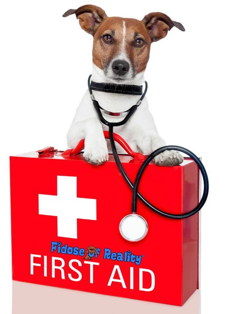 First Aid For Dogs, Danny Dog, First Aid Tips, Dog Info, Disaster Preparedness, Pet Hacks, Aid Kit, Animal Hospital, First Aid Kit