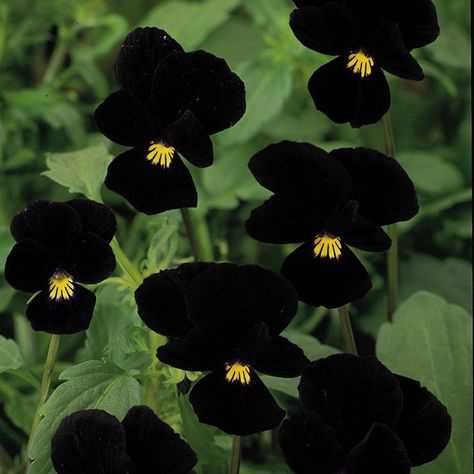 Viola Seeds - Midnight Runner | Suttons Goth Garden, Gothic Garden, Witch Garden, Black Garden, Bright Eye, Moon Garden, Tall Plants, White Gardens, Black Flowers