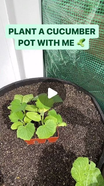 Gardening Greener | WHAT’S GROWIN’ ON —

Plant a cucumber pot with me 🥒 

2x7 size auger used in video 

The variety is marketmore 
From @botanical_... | Instagram Pork Loin Ribs, Botanical Interests, Flower Seedlings, Cucumber Plant, Sprouting Seeds, Pepper Plants, Frame House, A Frame House, Pork Loin