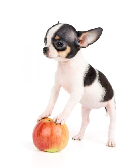 Black and white apple head Chihuahua... with an actual apple Apple Head Chihuahua, Dog Tumblr, Baby Chihuahua, Chihuahua Art, Chihuahua Mom, Chihuahua Funny, Apple Head, Chihuahua Puppy, Bulldog Francese