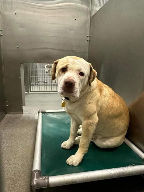 Hearts breaking into a million pieces watching shelter dog about to lose his life - Pet Rescue Report Dog Rescue Stories, Dog Shelter, Pet Projects, Help Needed, Shelter Dog, My Heart Hurts, Dog Stories, Wolf Pictures, Pet Rescue