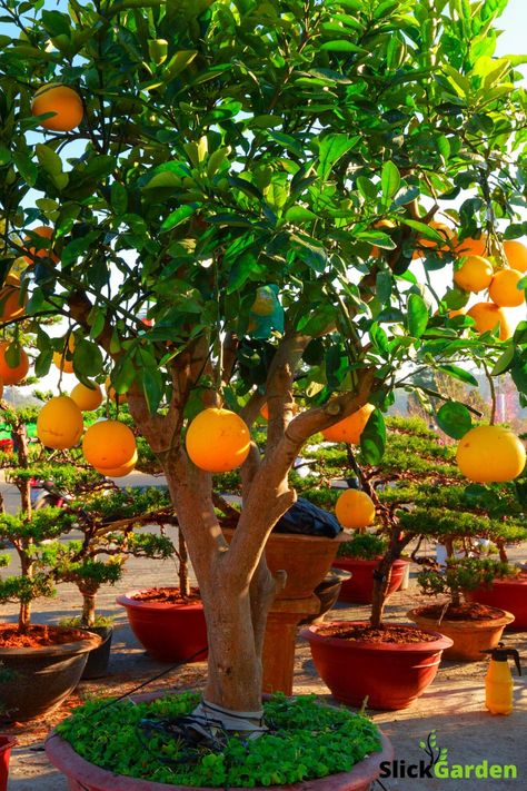 How To Grow Grapefruit Trees In a Container. From the above point, you can have an idea of containers for grapefruit trees. Bigger the better. A tree of 7-10 feet required tons of soil, nutrients, and space. A pot of 20 inches (20 inches deep) in diameter can do the trick for you. Here is a beautiful looking barrel of 20 inches for your grapefruit tree. Grapefruit Tree In Pot, Grapefruit Tree, Growing Citrus, Orchard Garden, Organic Compost, Organic Mulch, Citrus Trees, Potted Trees, Container Gardening Vegetables