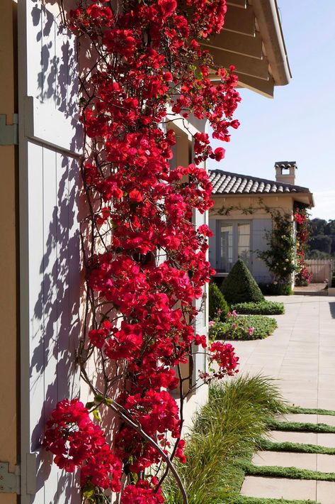 Bougainvilleas and cone topiary. Bougainvillea Trellis, Climbing Flowering Vines, Wall Climbing Plants, Fast Growing Climbers, Climbing Plants Trellis, Fast Growing Vines, Climbing Flowers, Growing Vines, Flowers Growing