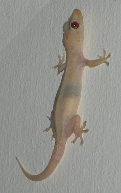 This common House Gecko (called a "cicak" in Indonesian) is found in every house in Asia Pacific region. We like them because they eat mosquitoes! They make a little chirping/clicking noise. House Gecko, Dp Whatsapp, Morning Status, Mediterranean House, Funny Cat Wallpaper, Life List, Cat Wallpaper, Gecko, Realism