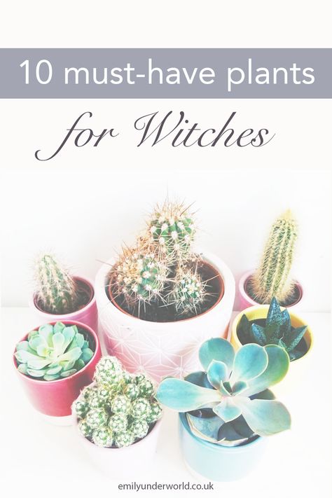 What plants do you need in your witch garden? Here are 10 flowers, plants and herbs for your witchcraft journey. Herbs to grow for healing and beautiful witchy plants! Witch garden for beginner witches.  #witchcraft #magick #herbs #healingherbs #spirituality #witch #witchtips Plants And Spirituality, Plants For Protection Witchcraft, Plants For Witches, Apps For Witches, Witchcraft Plants, Herbs For Witches, Spiritual Gardening, Herb Witchcraft, Spiritual Plants