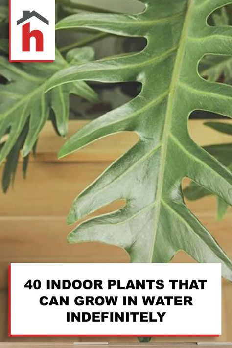 Check out this guide containing 40 different plants that can form roots in water and be kept alive for a long time with some hydroponic nutrients. Growing Houseplants In Water, Hydroponic House Plants, Plants That Grow In Water, Plants That Can Live In Water, Inside House Plants, Hydroponic Nutrients, Indoor Hydroponic Gardening, Purple Heart Plant, Plants Grown In Water