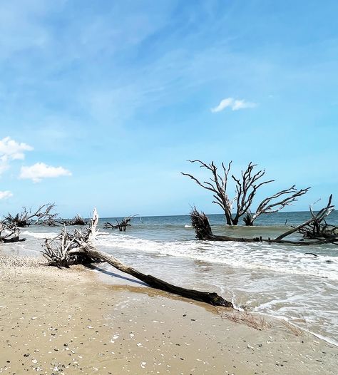 botanybay3 Edisto Beach, Edisto Island, Beach Cove, Botany Bay, Charleston Travel, Live Oak Trees, Nature Trail, Ocean Breeze, Coastal Towns