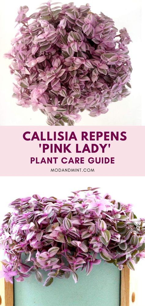 Callisia Repens 'Pink Lady' Care Guide (Turtle Vine Plant) Pink Lady Plant, Text On Image, Turtle Vine, Plants With Pink Flowers, Plant Care Guide, Household Plants, Plant Care Houseplant, Succulent Soil, Inside Plants