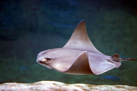 VU / American Cownose Ray, Rhinoptera bonasus / IUCN Red List of Threatened Species <Photo credit: Todd Poling from Orient, usa, CC BY 2.0, via Wikimedia Commons> Cownose Ray, Skate Fish, Conservation Corps, Nature Aquarium, Animal Reference, The Youth, Chesapeake Bay, Fish Pet, Fresh Water