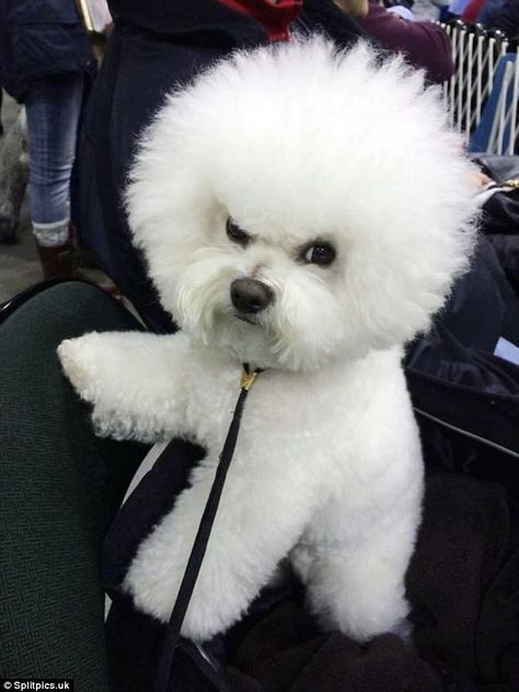 Fluffy but feisty: This little pooch didn't look too impressed after a trip to the grooming salon Bichon Dog, Angry Animals, Bichon Frise Puppy, Angry Dog, Bichon Frise Dogs, 웃긴 사진, Puppies Funny, Humor Memes, Bichon Frise