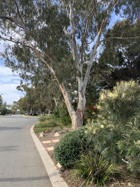 Native Verge Garden Australia, Verge Garden, Plants That Like Shade, Land Scaping, Native Gardens, Waterwise Garden, Sustainable Landscaping, Native Plant Gardening, Street Trees