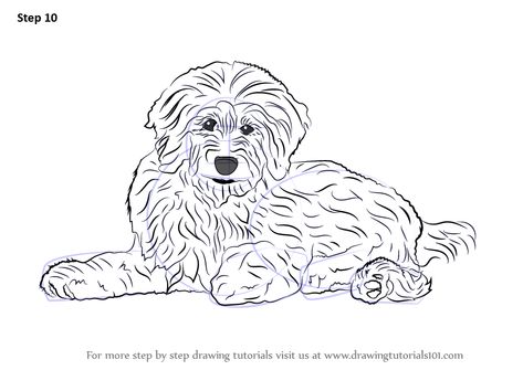 Learn How to Draw a Goldendoodle (Dogs) Step by Step : Drawing Tutorials Golden Doodle Drawing, Black Golden Doodle, Labradoodle Drawing, Dog Golden Doodle, Dog Drawing Tutorial, Saint Bernard (dog), Dog Steps, Learn Drawing, Golden Doodle