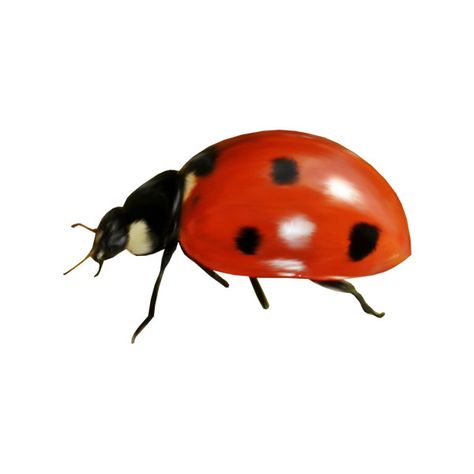 0 Bug Png, Png Polyvore, Png Aesthetic, Iphone Design, Resort Collection, Art Reference Photos, Bugs, Insects, Clothing Accessories