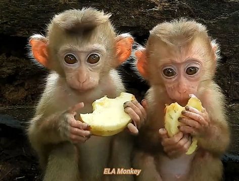 It's time for the two little monkeys to eat _ ELA Monkey | monkey | It's time for the two little monkeys to eat _ ELA Monkey | By ELA Monkey | Facebook Two Monkeys Selfie, Monkey Friends, Monkey Smiling, 2 Monkeys, Monkey Eating, Monkey Memes, Monkey Love, Two Monkeys, Monkey Monkey