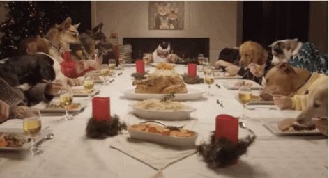 Cat Sitting Down, Cat Celebrating, Holiday Dinner Table, Cat Eating, Family Feast, Cat Holidays, Holiday Feast, Human Hands, Christmas Gif