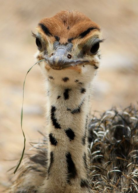 “Any fool can turn a blind eye but who knows  what the ostrich sees in the sand.”~Samuel Beckett Ostrich-Baby-Amanda-Arnold Marwell Wildlife Baby Ostrich, Big Birds, Animals Tattoo, Tree Carving, Bird Wallpaper, Carving Ideas, Big Bird, Amazing Animals, Pretty Birds