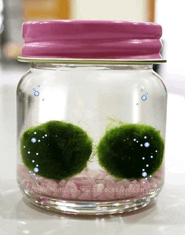 Marimo Moss, Marimo Moss Ball, Soft Kidcore, Ball Aesthetic, Moss Ball, Moss Balls, Pink And Green, Make It Yourself, Collage