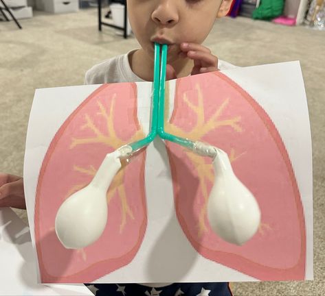 Respiratory System Kindergarten, Preschool Lungs Activity, Lungs Science Project, Lung Crafts For Kids, Lungs Activities For Kids, Lung Project For Kids, Lungs Project For Kids, Lungs Activity, Lung Project