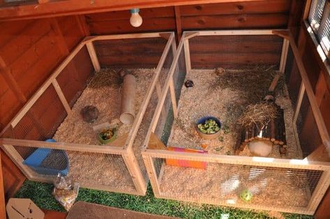 23 Epic Homemade DIY Guinea Pig Cage Designs to Build Wooden Hamster Cage, Guinea Pig Supplies, Rabbit Shed, Diy Guinea Pig Cage, Guinea Pig Diy, Guinea Pig House, Pig House, Hamster Cages, Rabbit Cages