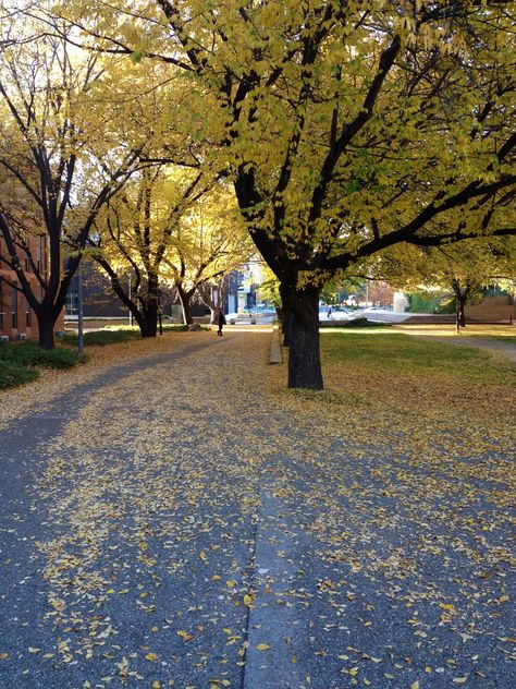 Autumn at the Australian National University :) Australian National University, University Architecture, National University, Pretty Things, Tree Trunk, University, Architecture, Plants, Travel