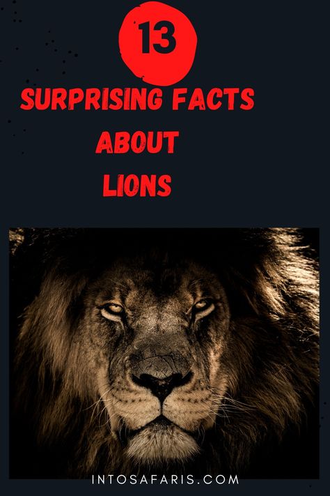 These 13 engrossing and surprising Lion Facts will leave you Awestruck. Lion Facts| Interesting facts about lions. #Lionfacts #Interestingfactsaboutlion Facts About Lions, Fun Facts About Lions, Lion Facts, Maasai People, Female Lion, Wild Lion, Trophy Hunting, Lion Paw, Male Lion