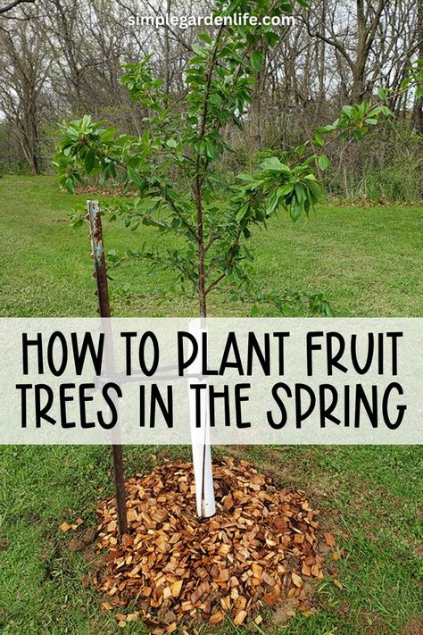 How To Plant Fruit Trees In The Spring by simplegardenlife.com Strawberry Garden Ideas, Planting Cherry Trees, Strawberry Planter Ideas, Strawberry Gardening, Plant Fruit Trees, Fruit Garden Layout, Planting Fruit, Fruit Trees Backyard, Garden Strawberry