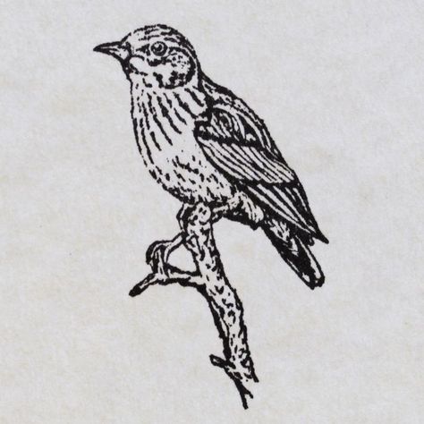 British Nature, Engraving Tattoo, Tattoo Inspiration Men, Lino Art, Goth Wallpaper, Doodle Tattoo, Nature And Wildlife, Bird Stamp, Unique Drawings