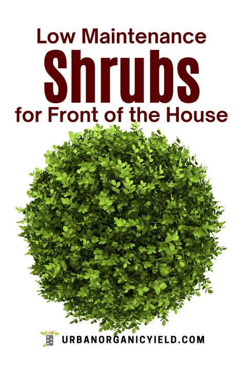 Shrubs In Front Of House Shade, Bushes To Plant In Front Of House, Easy Bushes For Front Of House, Front Of House Shrubs Landscape Design, Easy Bushes For Landscaping, Garden Bushes Ideas, Low Bushes For Front Of House, Outdoor Bushes Low Maintenance, Green Bushes In Front Of House