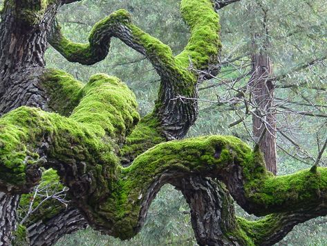 Mossy Tree, Lichen Moss, Twisted Tree, Moss Covered, Moss Garden, Old Trees, Unique Trees, Tree Forest, Nature Aesthetic